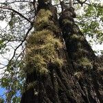 Tillandsia recurvata برگ