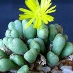 Conophytum bilobum 整株植物