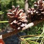 Pinus echinata Fruto