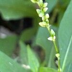 Persicaria punctata Fiore