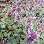 Lamium hybridumFlor