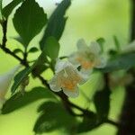 Diabelia serrata花