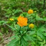 Trollius asiaticus Květ