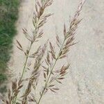 Calamagrostis varia Blad