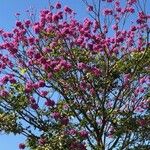 Handroanthus impetiginosus Flower