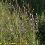 Festuca valesiaca Fruto