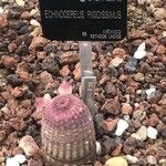 Echinocereus rigidissimus 叶