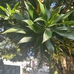 Dracaena angustifolia Deilen