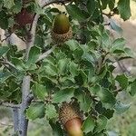 Quercus coccifera Fruit