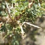 Adesmia adrianii Otro