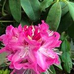 Rhododendron spp. Floare