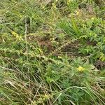 Agrimonia eupatoria 整株植物
