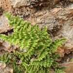 Cheilanthes myriophylla Leaf