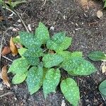 Pulmonaria saccharata Feuille