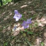 Campanula persicifoliaFlor