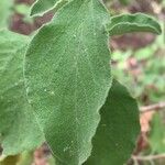 Cistus creticus Leaf