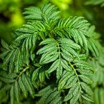 Tagetes minuta Folha