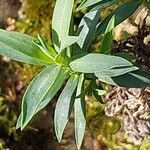 Dianthus rupicola Leaf