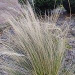 Stipa pennata Blad