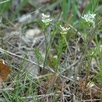 Scandix pecten-veneris Natur