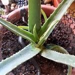 Aloe vera Φύλλο