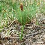 Carex hirta Flower