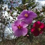 Melastoma malabathricum Floare