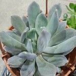 Pachyphytum bracteosum পাতা