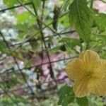 Momordica balsamina Blüte