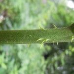 Rubus leyanus Bark