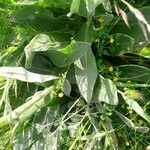 Senecio scopolii Hoja