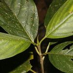 Amaioua pedicellata Leaf