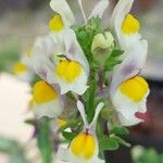 Linaria triphylla Λουλούδι