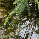 Elodea canadensis Květ