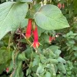 Fuchsia fulgens Kvet