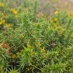 Ulex gallii Hoja