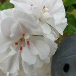 Pelargonium zonale Λουλούδι