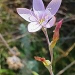 Hesperantha petitiana Flower