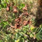 Cotyledon barbeyi 果