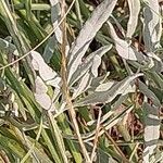 Lavandula latifolia Blad