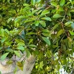 Ficus maxima Leaf