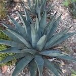 Agave havardiana Ліст