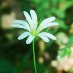 Stellaria palustris Kvet