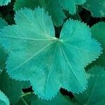 Alchemilla monticolaYaprak