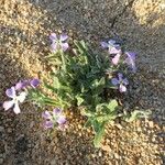 Malcolmia maritima ശീലം