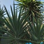 Yucca aloifolia Folha