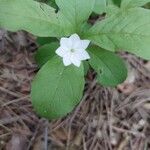 Lysimachia europaea Кветка