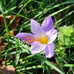 Crocus speciosus Цвят