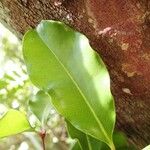 Syzygium arboreum Leaf