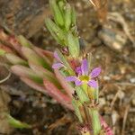 Lythrum hyssopifolia ফুল